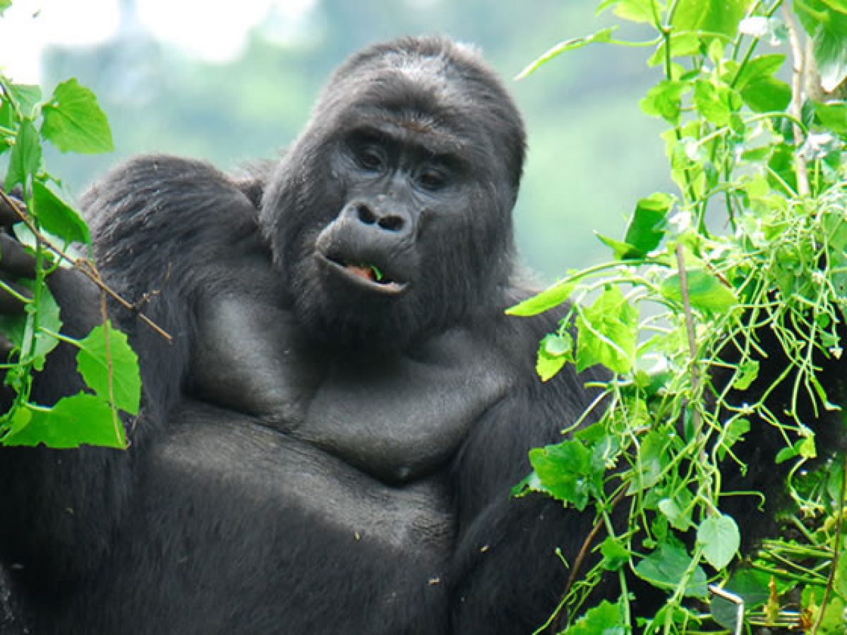 Is 2 Days Budget Uganda gorilla trekking in Bwindi impenetrable from Kigali worth it 